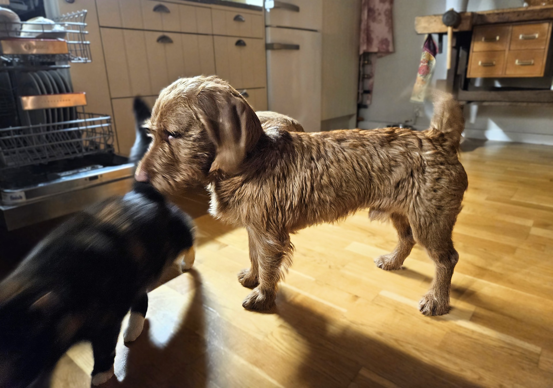 Katten var spännande